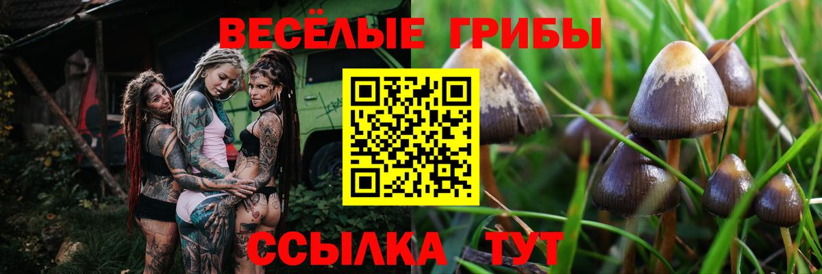 Галлюциногенные грибы Cubensis  Галлюциногенные грибы Cubensis  Ставрополь  Вход с VPN 
